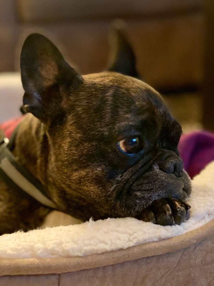 Bella the French bulldog resting her chin on her bed