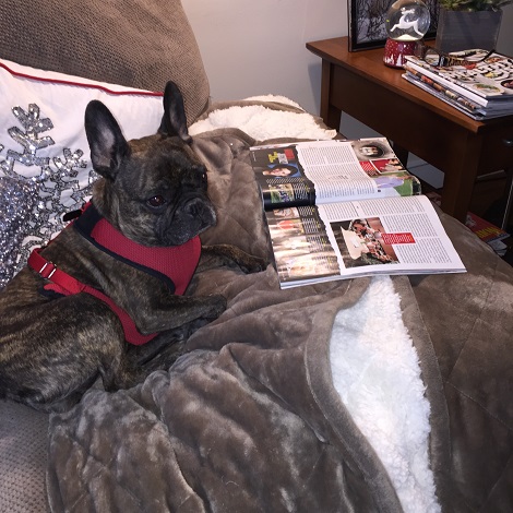 Bella the French bulldog reading a magazine on her day off