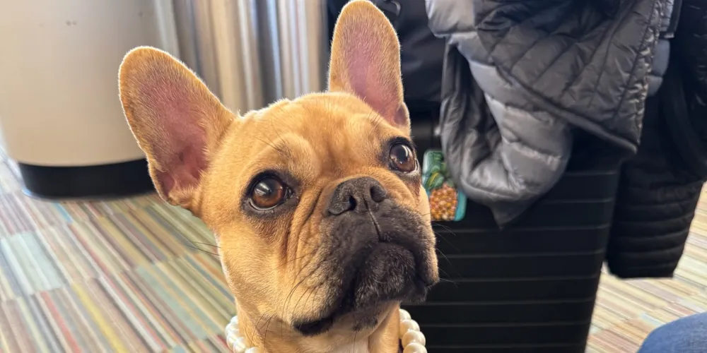 Sophie the French bulldog, Four Seasons shop dog